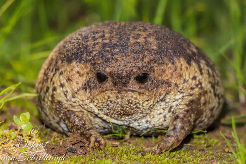 A very round, very grumpy giant rain frog. They can be found in South Africa.