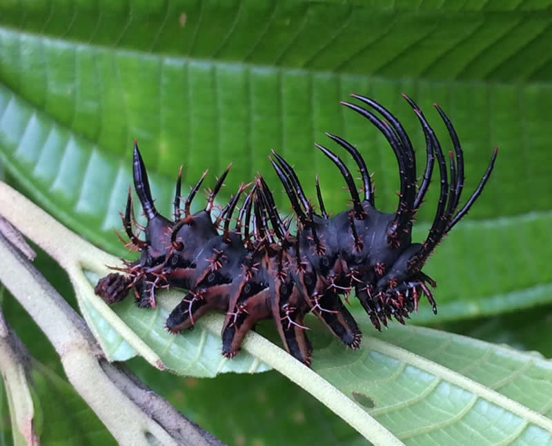 The badass caterpillar of the Citheronia moth!