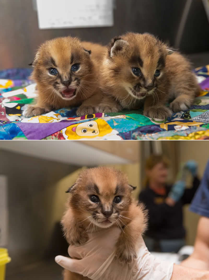 Adorable kittens of the caracal cat, also known as the desert lynx.