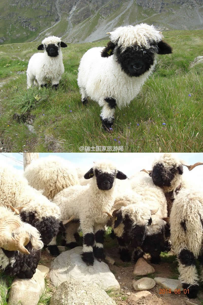 The adorable black-nosed valais is a rare breed of sheep from Switzerland.