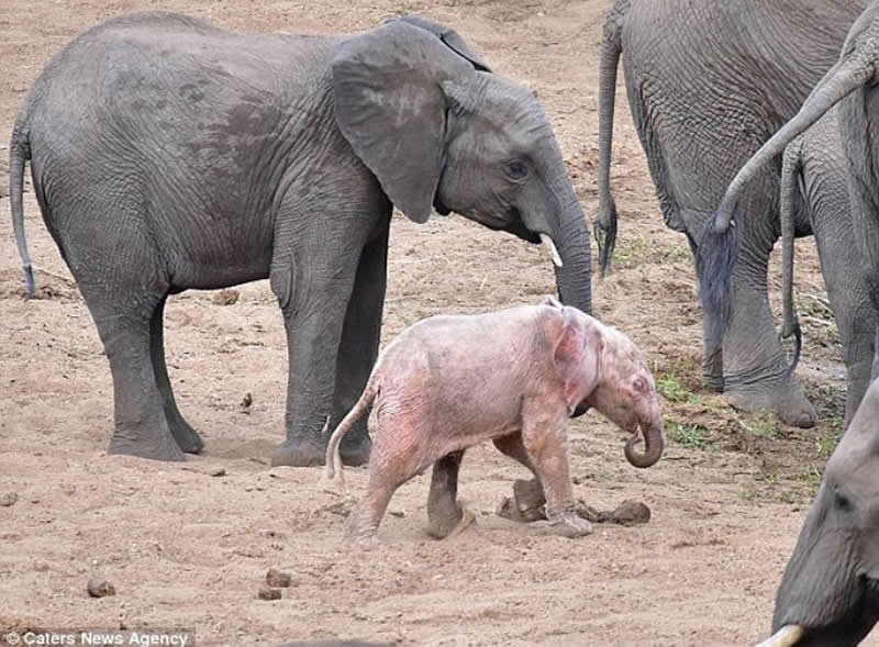A gorgeous pink albino elephant calf from Kruger National Park, South Africa.