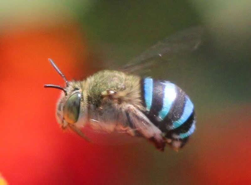 Wonderful shot of a female blue-banded bee from Australia.