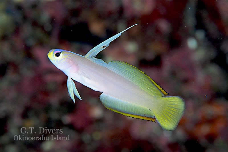 A common & Helfrich's firefish hybrid found in Japan