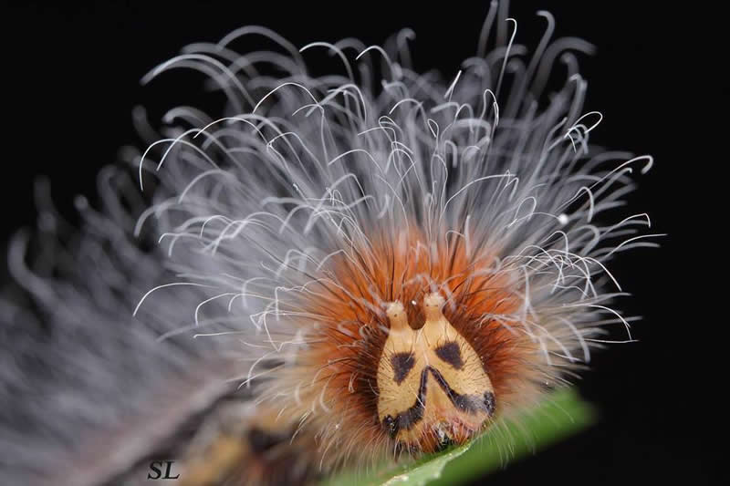 An amazing moth caterpillar from Southeast Asia!