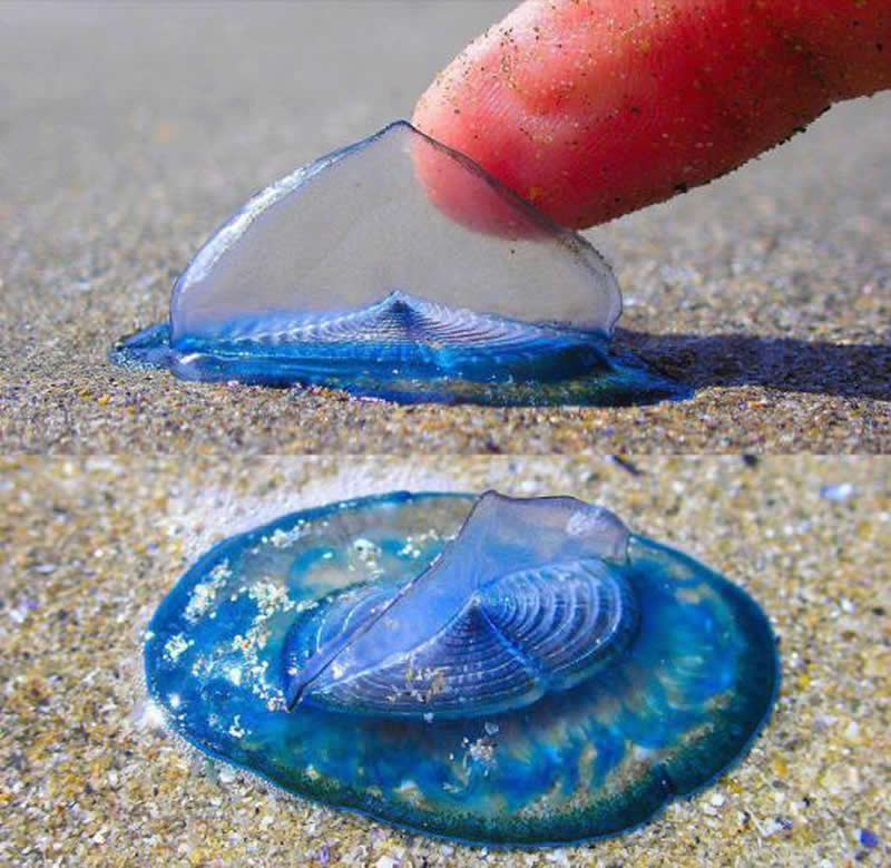 Velella or by-the-wind sailor is a group of free-floating hydrozoans that live on the surface of the open ocean.