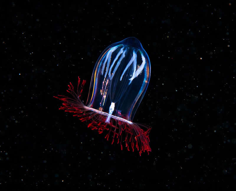 Aglantha digitale or pink helmet is a type of Hydrozoa from the northern Atlantic & Pacific oceans.