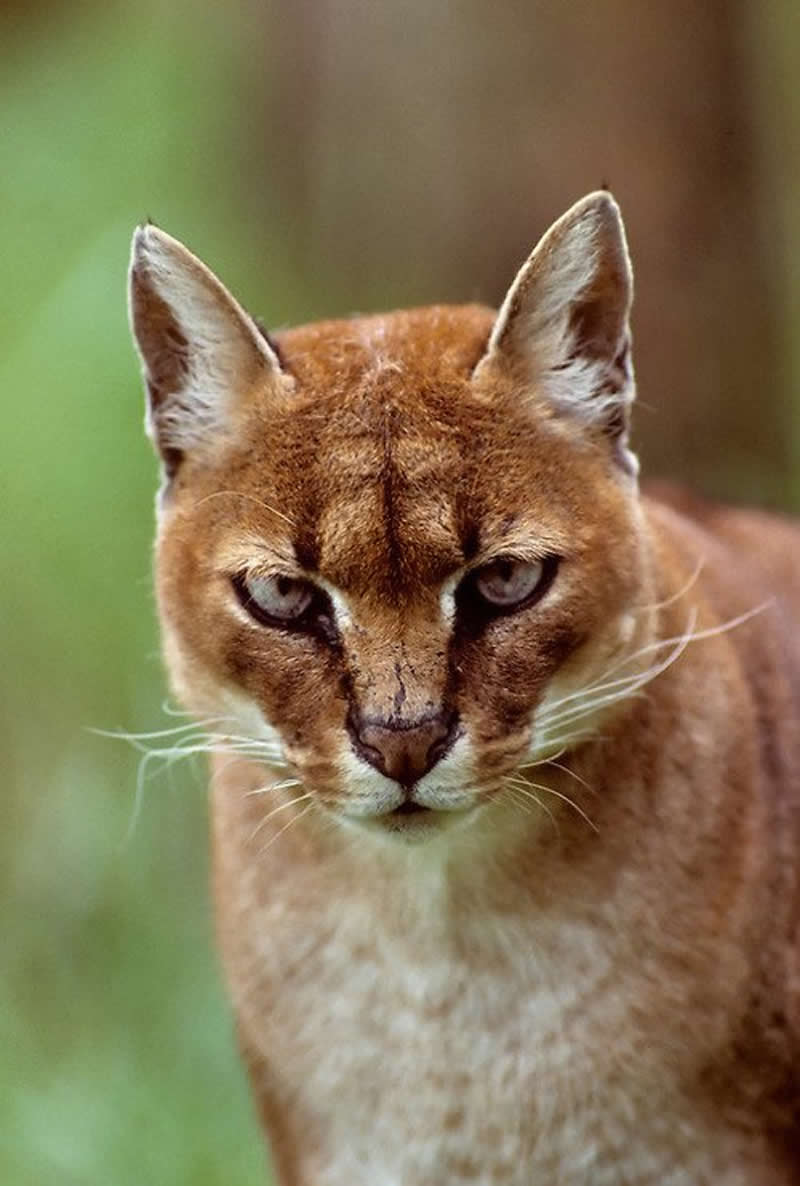 The African golden cat can be found in West & Central Africa & grows to 1 metre in length.