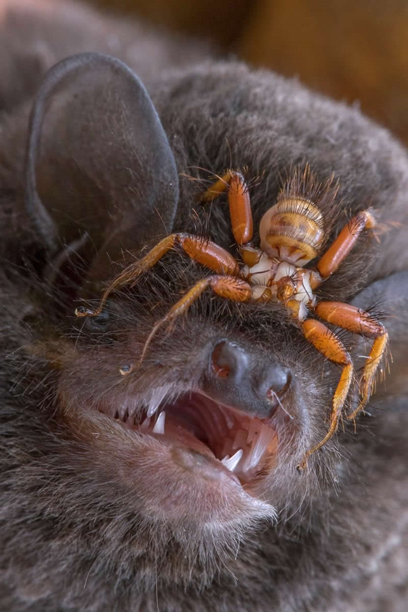 These specialised parasites have co-evolved with their bat hosts for millions of years. They have developed a flat, hard body to prevent being crushed & velcro-like hairs & claws to grip their host. It looks like a spider, but is actually a wingless fly!