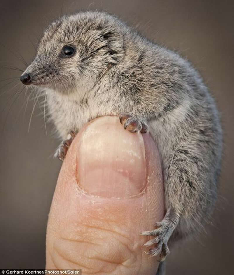 Giles' planigale is a tiny marsupial mouse that feeds on small lizards, snakes and mammals.