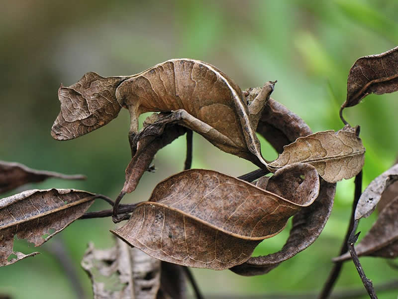 The extraordinary leaf-tailed gecko from Madagascar.