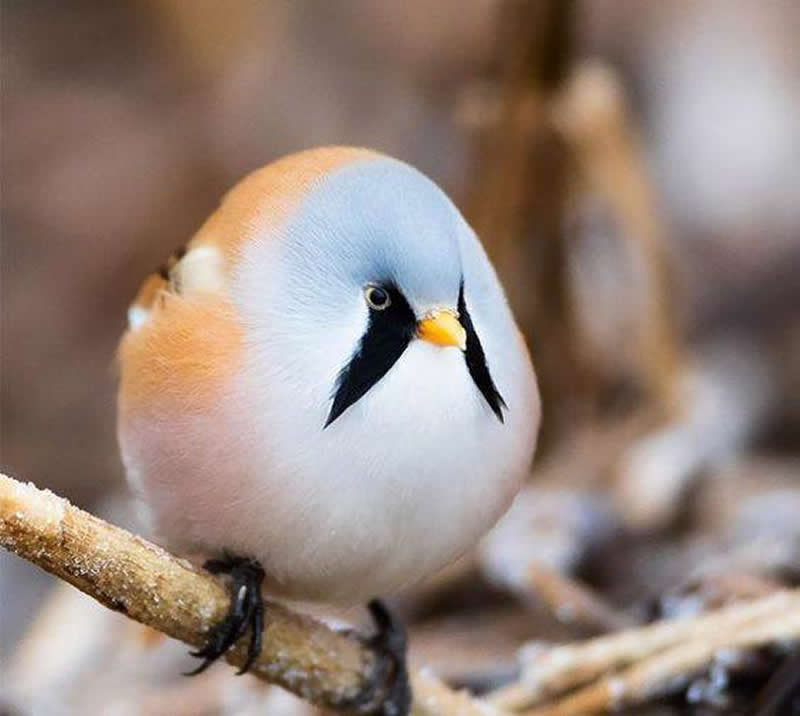 The bearded tit
