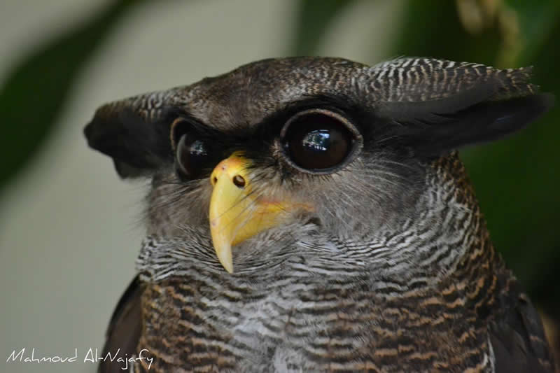 The magnificent barred eagle owl can be found in Southeast Asia.