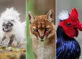 Strange Animals: 35 Fascinating Photos and Facts About Nature's Rarest Creatures 52 Fascinating Photos and Facts About Natures Rarest Creatures