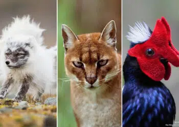Fascinating Photos and Facts About Natures Rarest Creatures