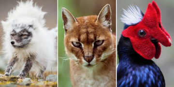 Fascinating Photos and Facts About Natures Rarest Creatures