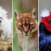 Fascinating Photos and Facts About Natures Rarest Creatures