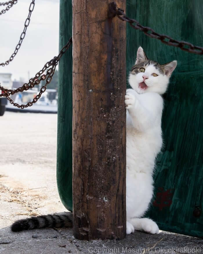 Tokyo’s Feline Rebels: 34 Street Cat Photos by Masayuki Oki That Are Pure Chaos 37 A funny white and gray street cat peeks from behind a wooden pole with a shocked expression near hanging chains and green fishing nets at a harbor.