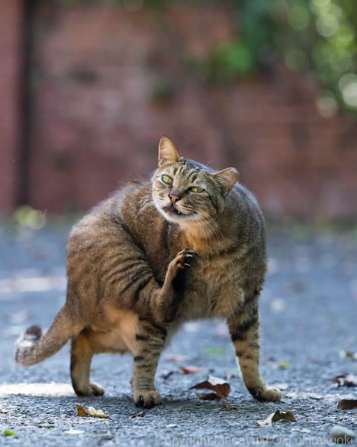 Tokyo’s Feline Rebels: 34 Street Cat Photos by Masayuki Oki That Are Pure Chaos 39 A chunky brown tabby street cat scratches its neck with a hilarious expression while standing on a quiet road covered with scattered leaves.
