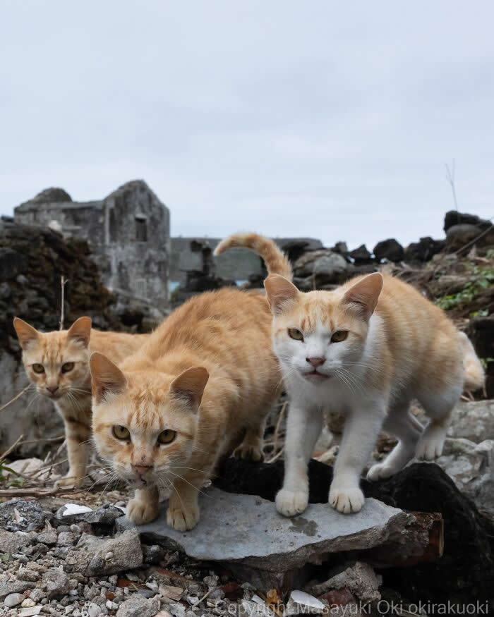 Tokyo’s Feline Rebels: 34 Street Cat Photos by Masayuki Oki That Are Pure Chaos 40 Three orange-and-white street cats stand alert among rocky ruins, staring intensely at the camera like a tiny feline gang guarding their territory.