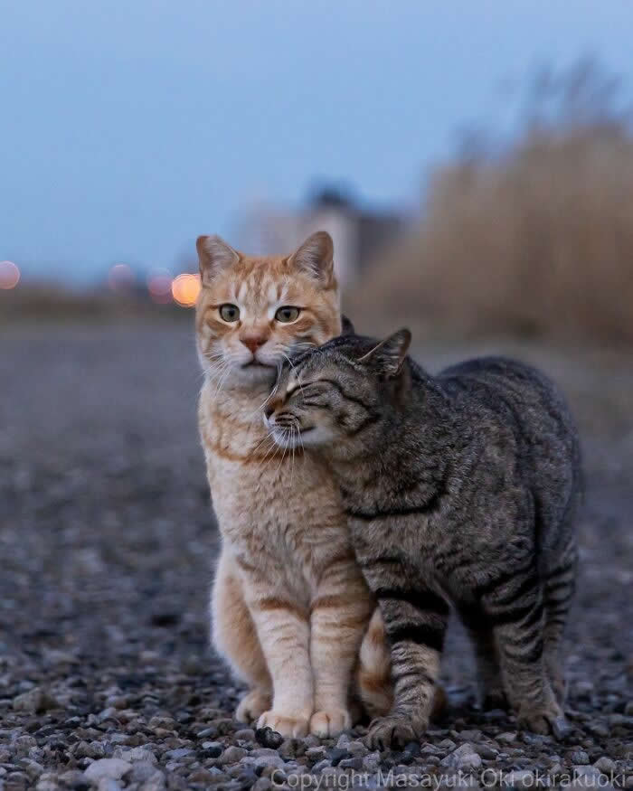 Tokyo’s Feline Rebels: 34 Street Cat Photos by Masayuki Oki That Are Pure Chaos 43 A striped tabby street cat lovingly rubs against an orange cat standing calmly on a gravel road at dusk, creating a sweet and funny friendship moment.