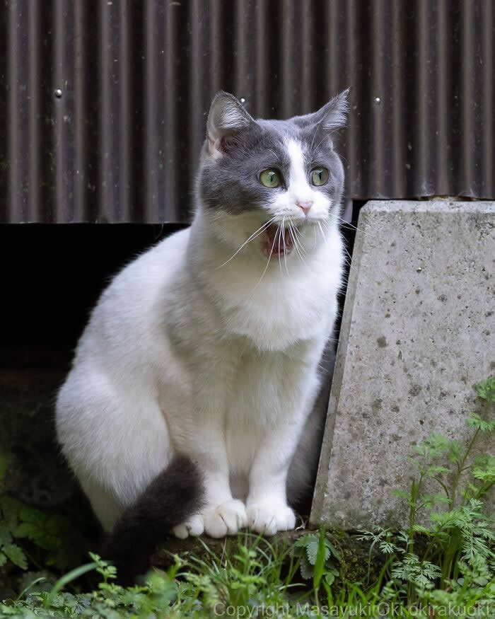 Tokyo’s Feline Rebels: 34 Street Cat Photos by Masayuki Oki That Are Pure Chaos 44 A white-and-gray street cat with bright green eyes sits alert beside a concrete block and tall grass, staring intensely as if it just heard something important.