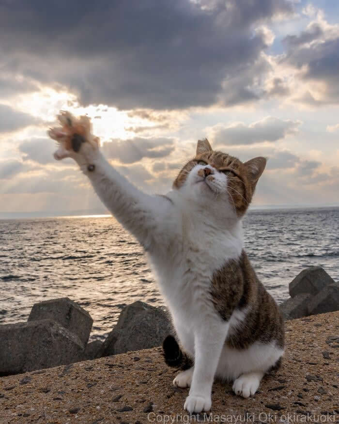 Tokyo’s Feline Rebels: 34 Street Cat Photos by Masayuki Oki That Are Pure Chaos 47 A white-and-brown street cat sits by the ocean at sunset, dramatically raising one paw toward the cloudy sky as sunlight shines through the horizon.