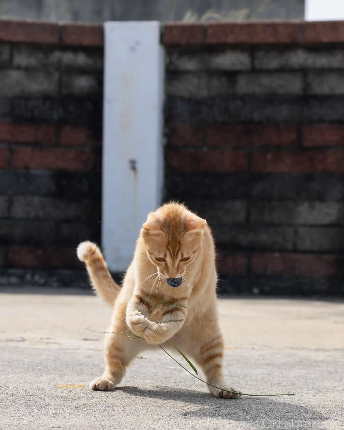 Tokyo’s Feline Rebels: 34 Street Cat Photos by Masayuki Oki That Are Pure Chaos 48 An orange tabby street cat stands on its hind legs while pawing at a blade of grass on a sunny pavement, looking like it’s practicing martial arts moves.