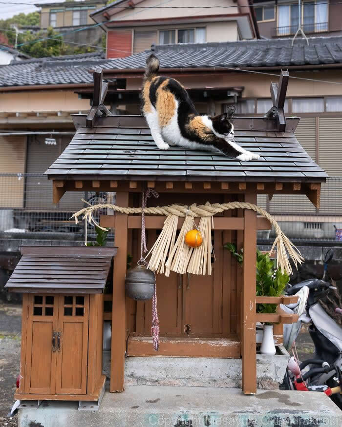 Tokyo’s Feline Rebels: 34 Street Cat Photos by Masayuki Oki That Are Pure Chaos 50 A colorful calico street cat stretches dramatically on the roof of a small wooden shrine in a quiet neighborhood street.