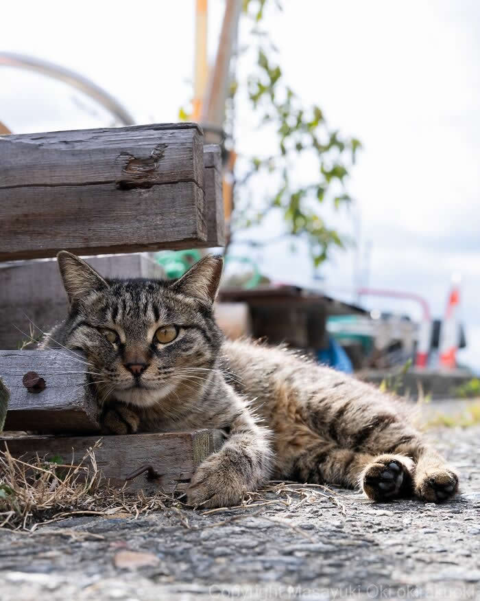 Tokyo’s Feline Rebels: 34 Street Cat Photos by Masayuki Oki That Are Pure Chaos 51 A relaxed tabby street cat lounges beneath a weathered wooden bench, staring calmly at the camera on a sunny outdoor path.