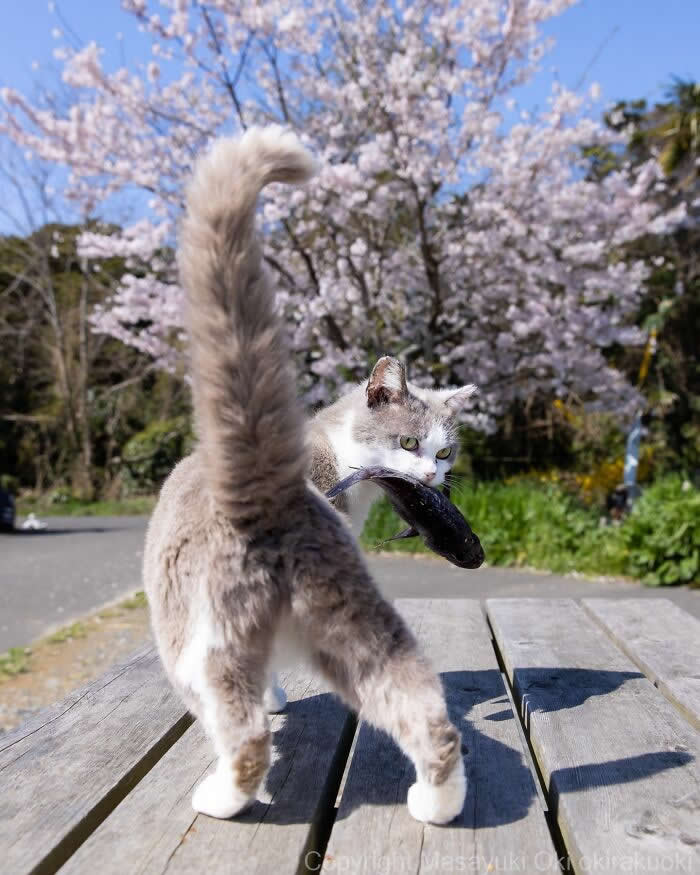 Tokyo’s Feline Rebels: 34 Street Cat Photos by Masayuki Oki That Are Pure Chaos 52 A fluffy gray-and-white street cat walks across a wooden bench carrying a fish in its mouth, with blooming cherry blossoms glowing in the background.