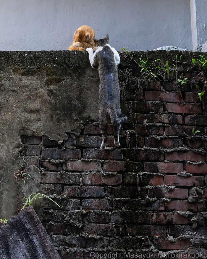 Tokyo’s Feline Rebels: 34 Street Cat Photos by Masayuki Oki That Are Pure Chaos 53 A gray-and-white street cat hangs dramatically from the top of a weathered brick wall, reaching toward an orange cat sitting above like it’s begging for attention.