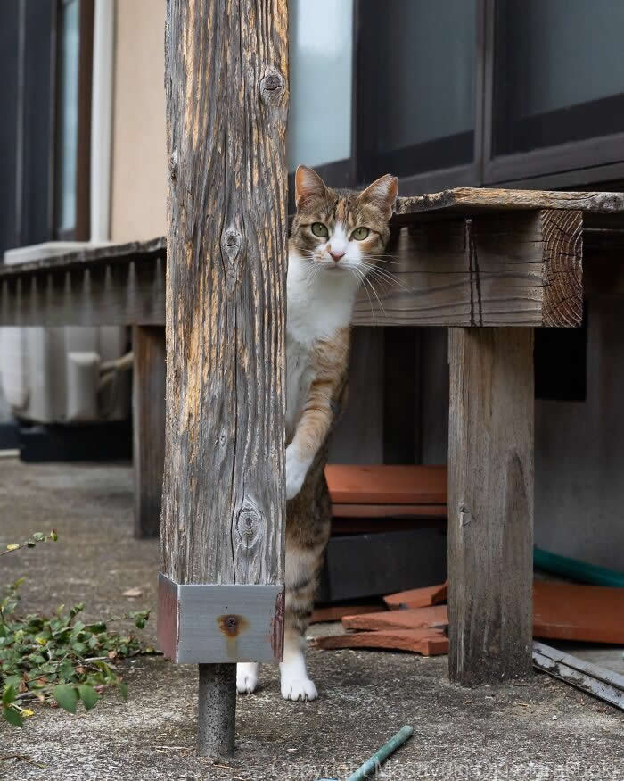 Tokyo’s Feline Rebels: 34 Street Cat Photos by Masayuki Oki That Are Pure Chaos 55 A curious calico street cat peeks from behind a wooden post beside a traditional house porch, cautiously staring toward the camera.