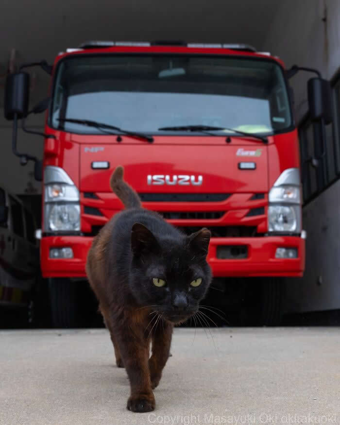 Tokyo’s Feline Rebels: 34 Street Cat Photos by Masayuki Oki That Are Pure Chaos 56 A serious-looking black street cat confidently walks toward the camera while a bright red truck parked behind it makes the scene look like an action movie entrance.