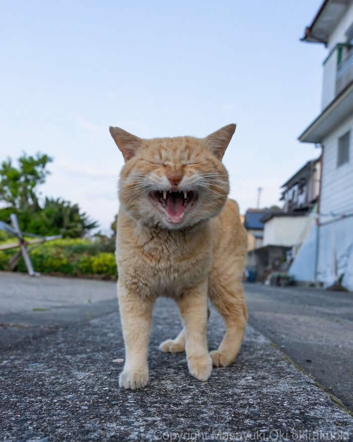 Tokyo’s Feline Rebels: 34 Street Cat Photos by Masayuki Oki That Are Pure Chaos 57 An orange street cat stands on a quiet road with its eyes shut and mouth wide open, looking like it’s laughing loudly in the middle of the street.