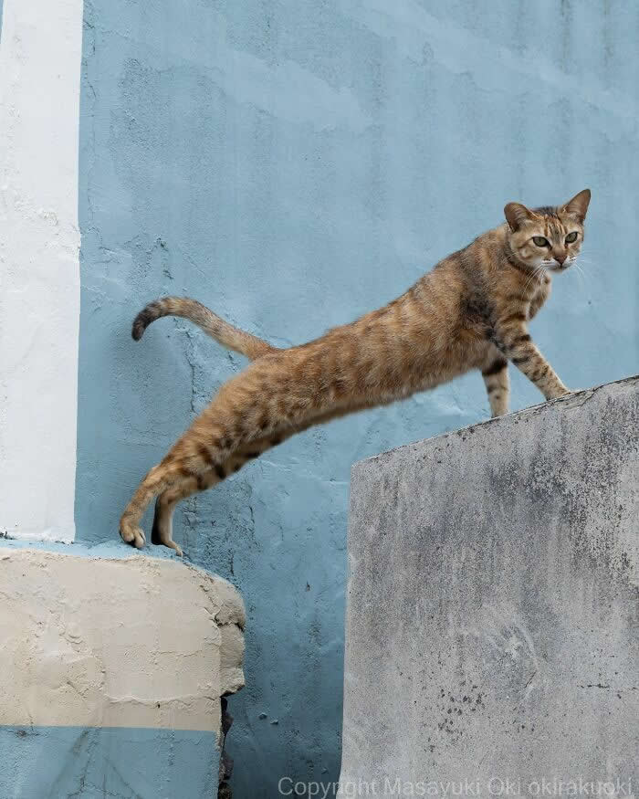 Tokyo’s Feline Rebels: 34 Street Cat Photos by Masayuki Oki That Are Pure Chaos 59 A slim tabby street cat stretches awkwardly between two concrete walls, looking determined while balancing mid-step against a soft blue background.