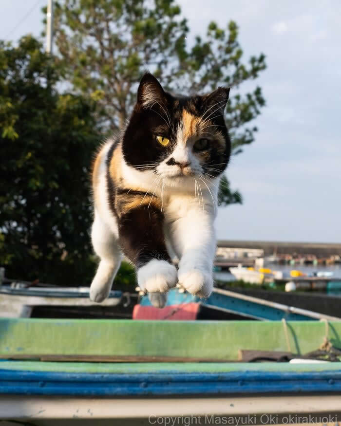Tokyo’s Feline Rebels: 34 Street Cat Photos by Masayuki Oki That Are Pure Chaos 61 A calico street cat leaps through the air above colorful fishing boats, captured mid-jump with a fierce and determined expression.