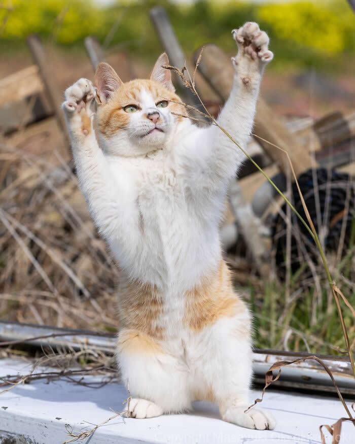 Tokyo’s Feline Rebels: 34 Street Cat Photos by Masayuki Oki That Are Pure Chaos 63 An orange-and-white street cat stands upright on its hind legs with both paws raised dramatically, looking like it’s performing a tiny dance in a rustic outdoor area.