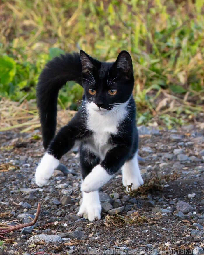 Tokyo’s Feline Rebels: 34 Street Cat Photos by Masayuki Oki That Are Pure Chaos 65 A playful black-and-white kitten runs across rocky ground with tiny paws lifted mid-stride, looking full of energy and excitement outdoors.