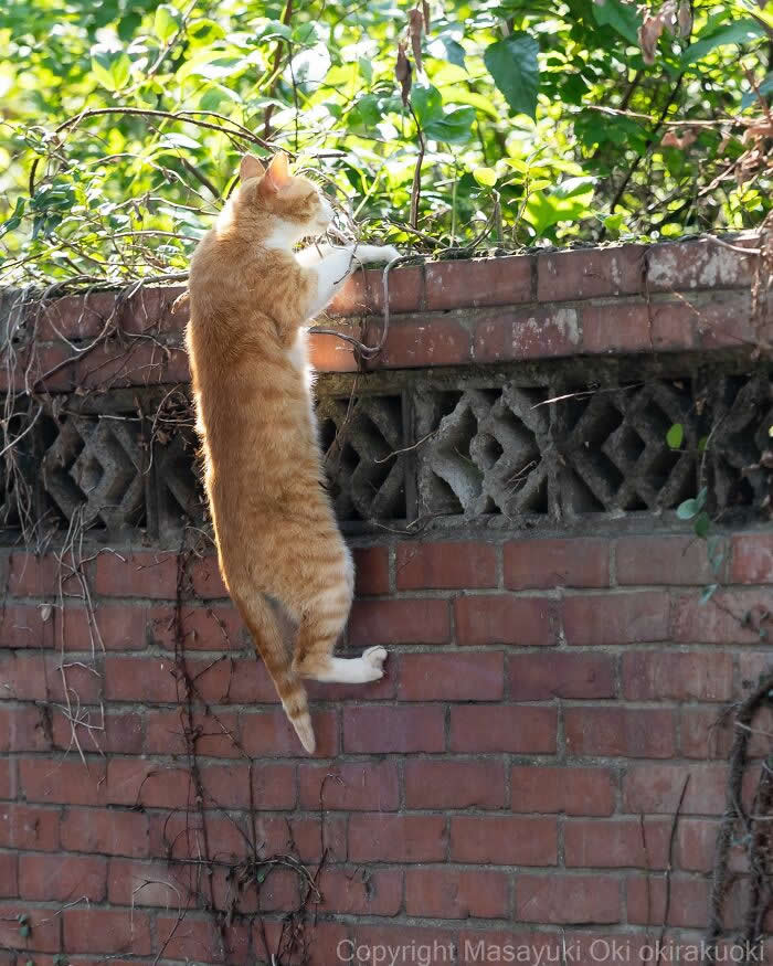 Tokyo’s Feline Rebels: 34 Street Cat Photos by Masayuki Oki That Are Pure Chaos 66 An orange tabby street cat dangles awkwardly from a tall brick wall while trying to climb into leafy greenery above in bright sunlight.