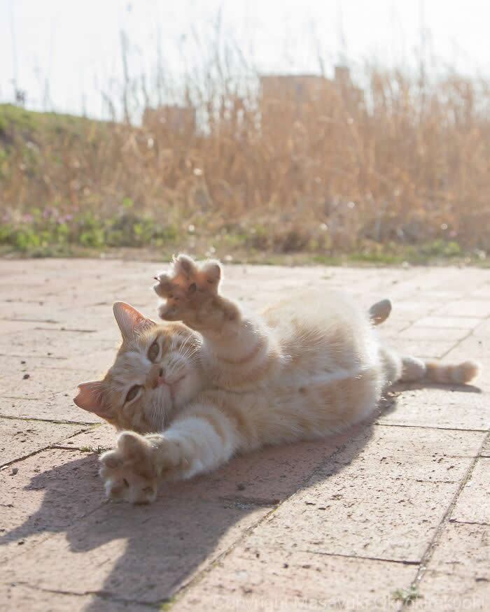 Tokyo’s Feline Rebels: 34 Street Cat Photos by Masayuki Oki That Are Pure Chaos 67 A fluffy orange street cat rolls dramatically on a sunny paved path, stretching its paws toward the camera while relaxing in warm afternoon light.