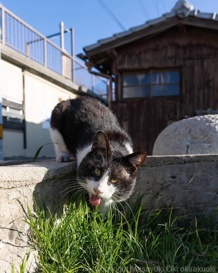 Tokyo’s Feline Rebels: 34 Street Cat Photos by Masayuki Oki That Are Pure Chaos 70 A black-and-white street cat crouches in bright grass with its tongue sticking out, making a hilariously confused expression near a rustic wooden building.