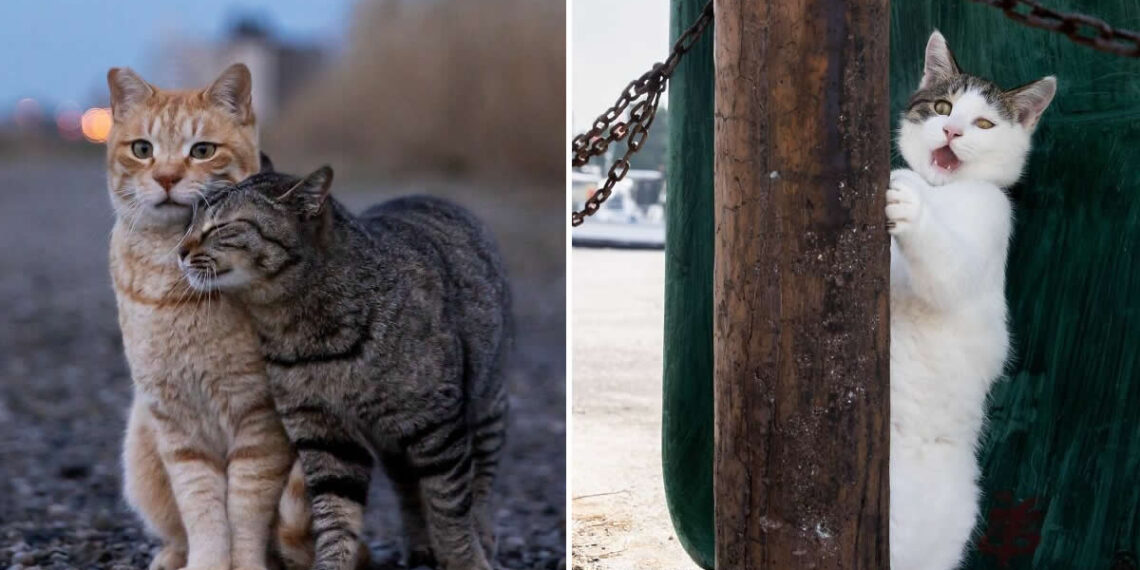 Tokyo’s Feline Rebels: 34 Street Cat Photos by Masayuki Oki That Are Pure Chaos 35 Street Cat Photos by Masayuki Oki That Are Pure Chaos