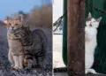 Street Cat Photos by Masayuki Oki That Are Pure Chaos