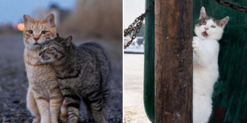 Street Cat Photos by Masayuki Oki That Are Pure Chaos