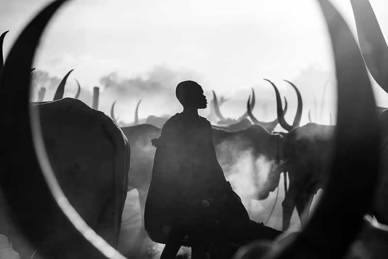 1st Place: Cow Silhouettes by Svetlin Yosifov, Bulgaria - Artist Gallery Awards Black and White Winners