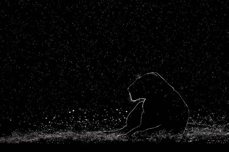3rd Place: Fortitude by Preeti & Prashant Chacko, United Arab Emirates - Artist Gallery Awards Black and White Winners