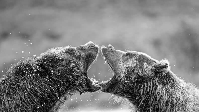 Titans Clash by Somdutt Prasad, United Kingdom - Artist Gallery Awards Black and White Winners