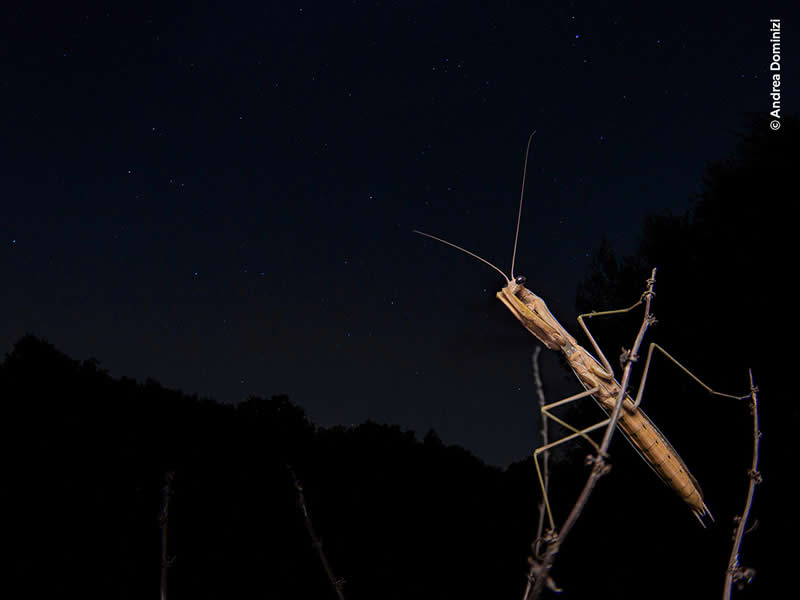 Young Wildlife Photographer of the Year Andrea Dominizi