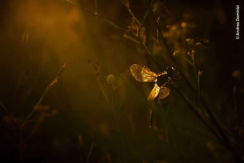 Young Wildlife Photographer of the Year Andrea Dominizi