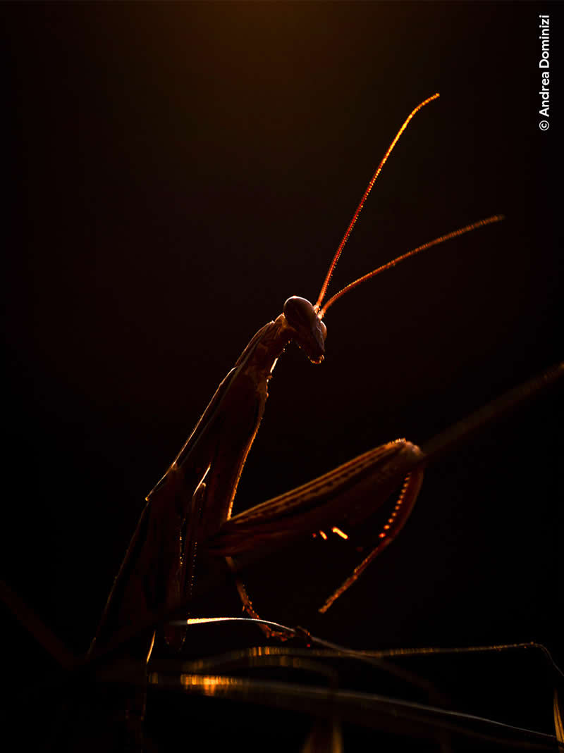 Young Wildlife Photographer of the Year Andrea Dominizi
